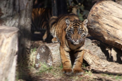 A young tiger crouches among logs and foliage, showcasing its striking orange and black stripes in a natural setting.