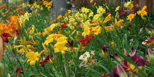 A vibrant garden filled with blooming daylilies in various colors, including yellow, orange, red, and purple.