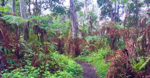 A winding path through a lush, green forest with tall trees and ferns, creating a serene, natural atmosphere.