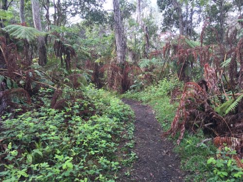 A narrow dirt path winds through lush greenery and ferns in a dense forest.