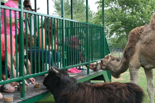 A camel and a goat approach a feeding area where people are seated, enjoying a day at a petting zoo.
