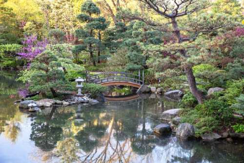 A serene garden scene featuring a wooden bridge over a calm pond, surrounded by lush greenery and blooming flowers.