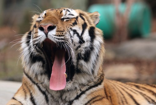 A close-up of a tiger yawning, showcasing its sharp teeth and distinctive striped fur.