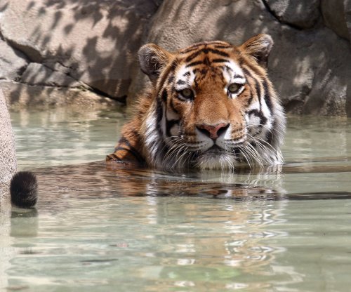 A tiger partially submerged in water, gazing intently at the camera, surrounded by rocky terrain.