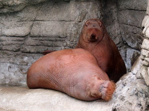 Two walruses resting on a rocky surface, one lying down and the other sitting upright, with textured stone in the background.