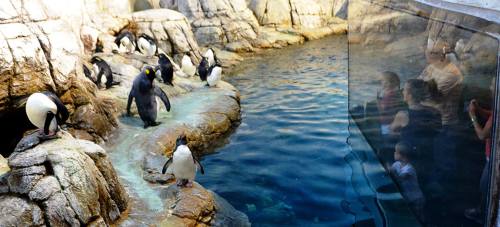 A group of penguins on rocky terrain near water, with visitors observing through a glass wall.