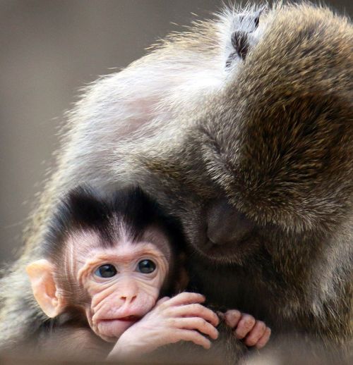 A close-up of a baby monkey cuddling with its mother, showcasing their affectionate bond.