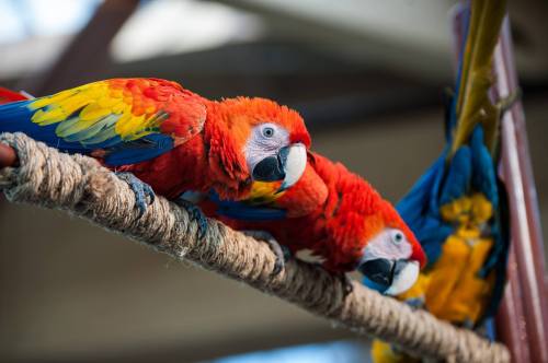 Three colorful parrots perched on a rope, showcasing vibrant red, yellow, and blue feathers.