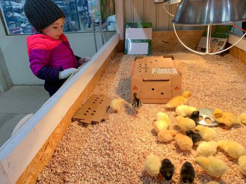A young child in a pink jacket watches fluffy chicks in a cozy enclosure filled with wood shavings.