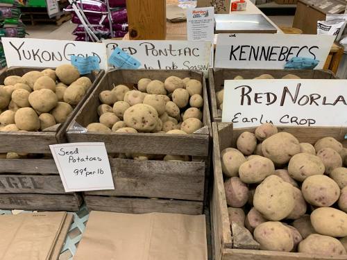 Three wooden crates filled with various types of seed potatoes, labeled Yukon Gold, Red Pontiac, Kennebec, and Red Norland.