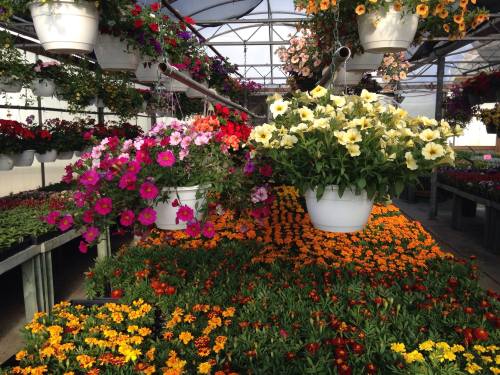 A greenhouse filled with vibrant hanging flower baskets and colorful flower beds in bloom.