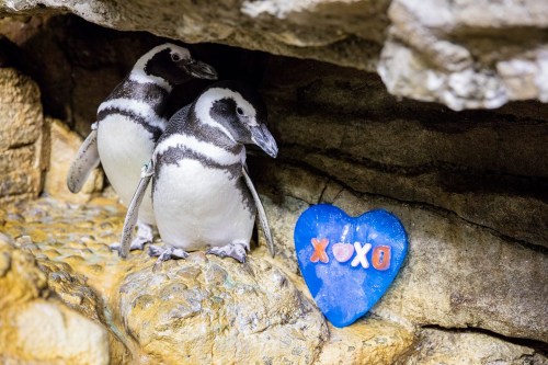 Two penguins stand near a blue heart-shaped decoration with "XOXO" on it, set against a rocky background.