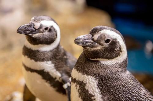 Two penguins standing close together, showcasing their distinctive black and white markings.