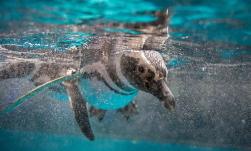 A penguin swimming underwater, with bubbles and a clear blue background.