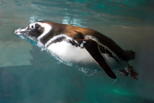 A penguin swimming underwater, with bubbles forming around it in a clear blue environment.