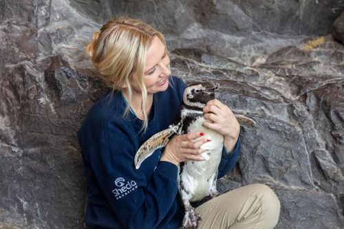 A woman in a blue sweatshirt gently holds a penguin while smiling, sitting on rocky terrain.