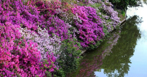 Vibrant pink and purple flowers line a calm waterway, reflecting their colors in the water.