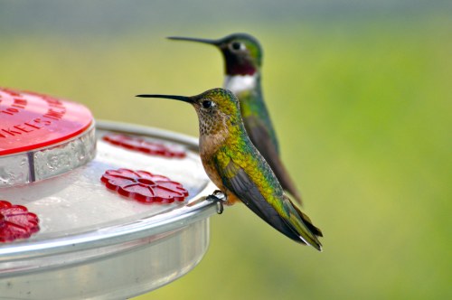 Two colorful hummingbirds perched on a feeder, with vibrant green and iridescent plumage against a blurred background.