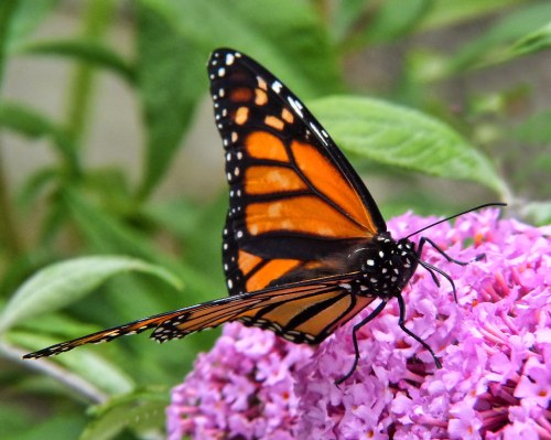 A close-up of a monarch butterfly perched on a pink flower, showcasing its vibrant orange and black wings.