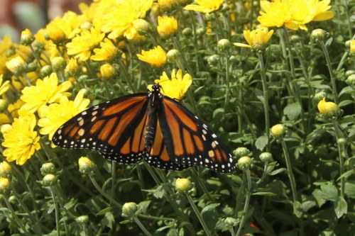 A monarch butterfly perched on vibrant yellow flowers in a garden.