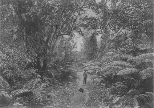 A lone figure stands on a path in a dense, lush forest filled with ferns and towering trees.