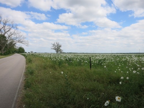 A scenic view of a road beside a field of white flowers under a partly cloudy sky.