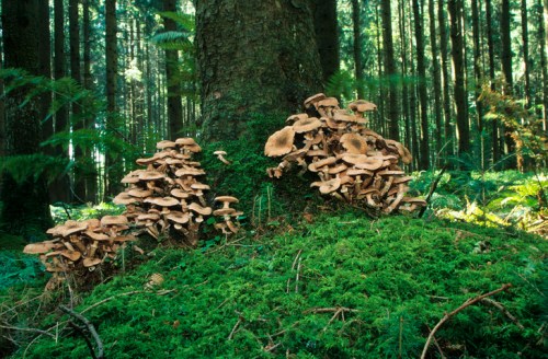 A cluster of mushrooms growing on the base of a tree, surrounded by lush green moss in a dense forest.