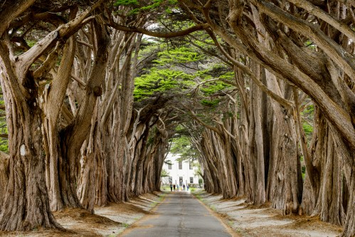 A scenic pathway lined with tall, twisted trees leading to a white building in the distance.