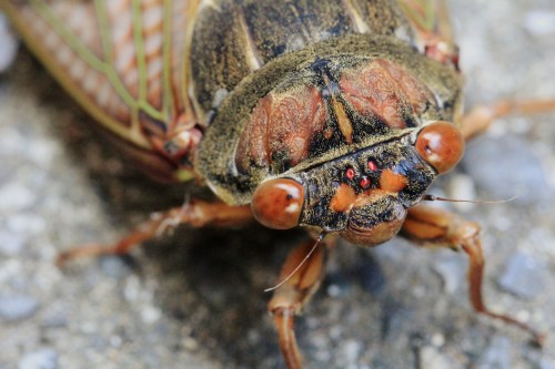 Close-up of a cicada showing detailed features, including large eyes and textured body.
