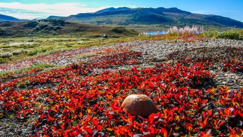 A vibrant landscape featuring red foliage in the foreground, with mountains and a clear blue sky in the background.