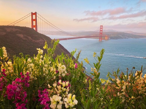 Golden Gate Bridge viewed from a hillside, framed by colorful wildflowers and a serene bay at sunset.