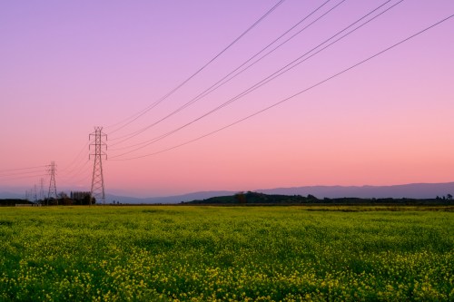 A vibrant field of yellow flowers under a pastel sky, with power lines stretching across the landscape.