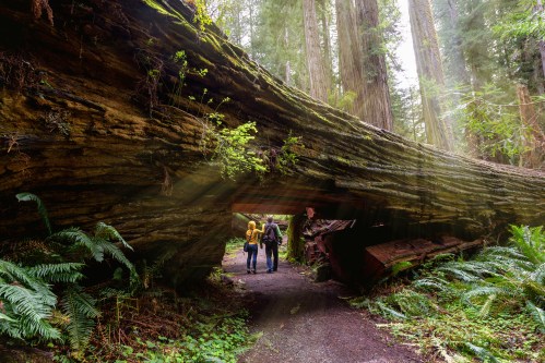 Two hikers walk beneath a massive fallen tree in a lush, green forest with tall redwoods and ferns surrounding them.