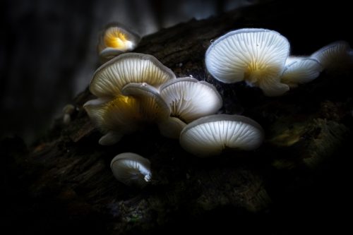 Cluster of luminous white mushrooms growing on a dark, textured log in a forest setting.