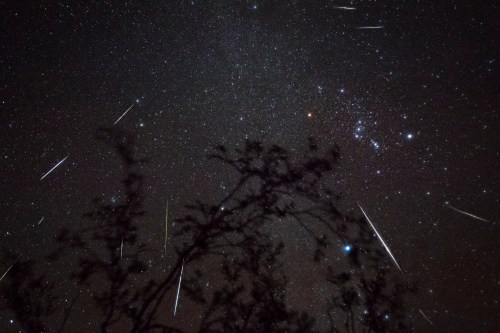 A starry night sky filled with shooting stars and a silhouette of trees in the foreground.