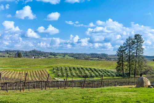 A scenic landscape of rolling vineyards and olive trees under a blue sky with fluffy clouds.