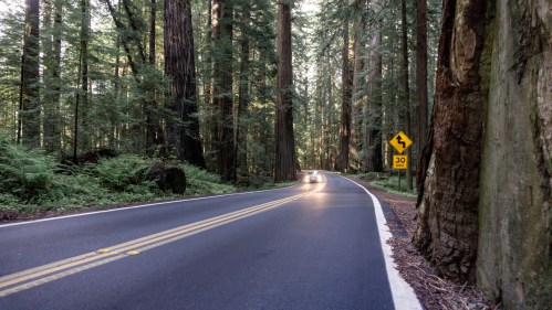 A winding road through a dense redwood forest, with a speed limit sign and sunlight filtering through the trees.