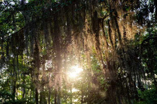 Sunlight filters through trees draped with Spanish moss, creating a serene, natural atmosphere in a forest.