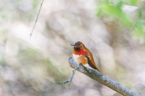 A small hummingbird with a vibrant red throat perched on a branch, surrounded by a blurred natural background.