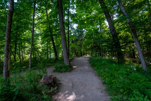 A serene dirt path winding through a lush green forest with tall trees and vibrant foliage.