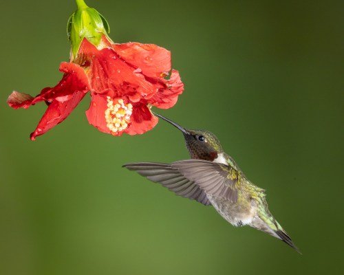 A hummingbird hovering near a vibrant red flower, sipping nectar with its long beak against a blurred green background.