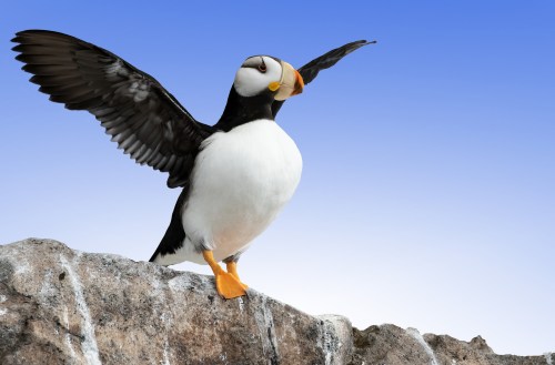 A puffin stands on a rocky ledge, wings outstretched against a clear blue sky.