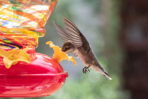 A hummingbird hovers near a bright red feeder, sipping nectar from a yellow flower-shaped opening.