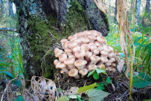 A cluster of mushrooms growing at the base of a tree in a lush, green forest setting.