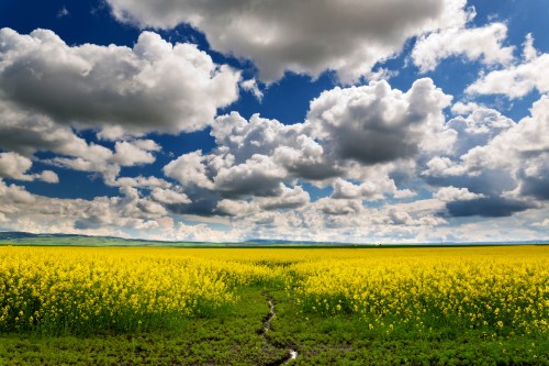 A vibrant yellow field under a blue sky filled with fluffy clouds, creating a serene and picturesque landscape.