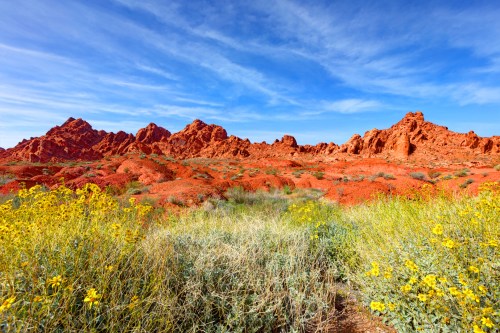 Vibrant red rock formations under a blue sky, with yellow wildflowers in the foreground.