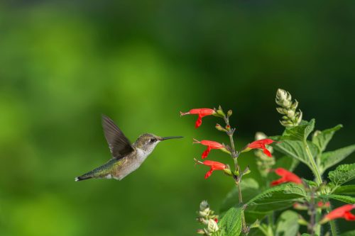 A hummingbird hovers near vibrant red flowers against a blurred green background.