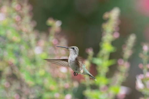 A hummingbird hovering in front of colorful flowers, with a soft, blurred background.