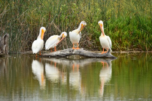 Four white pelicans perched on a log over calm water, surrounded by green grass and reeds, reflecting in the water.