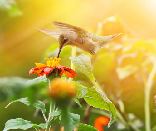 A hummingbird hovers near a vibrant orange flower, sipping nectar in a sunlit garden.